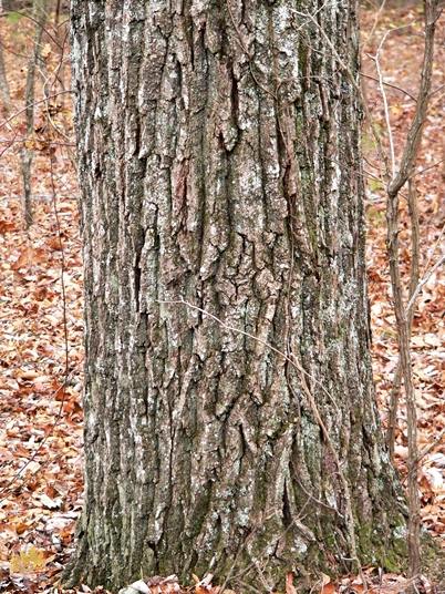 {Quercus montana}